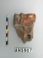 藏品(鹿（？）骨遠端殘片)的圖片